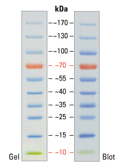 26616，thermo，彩虹蛋白marker（10-170Kda)